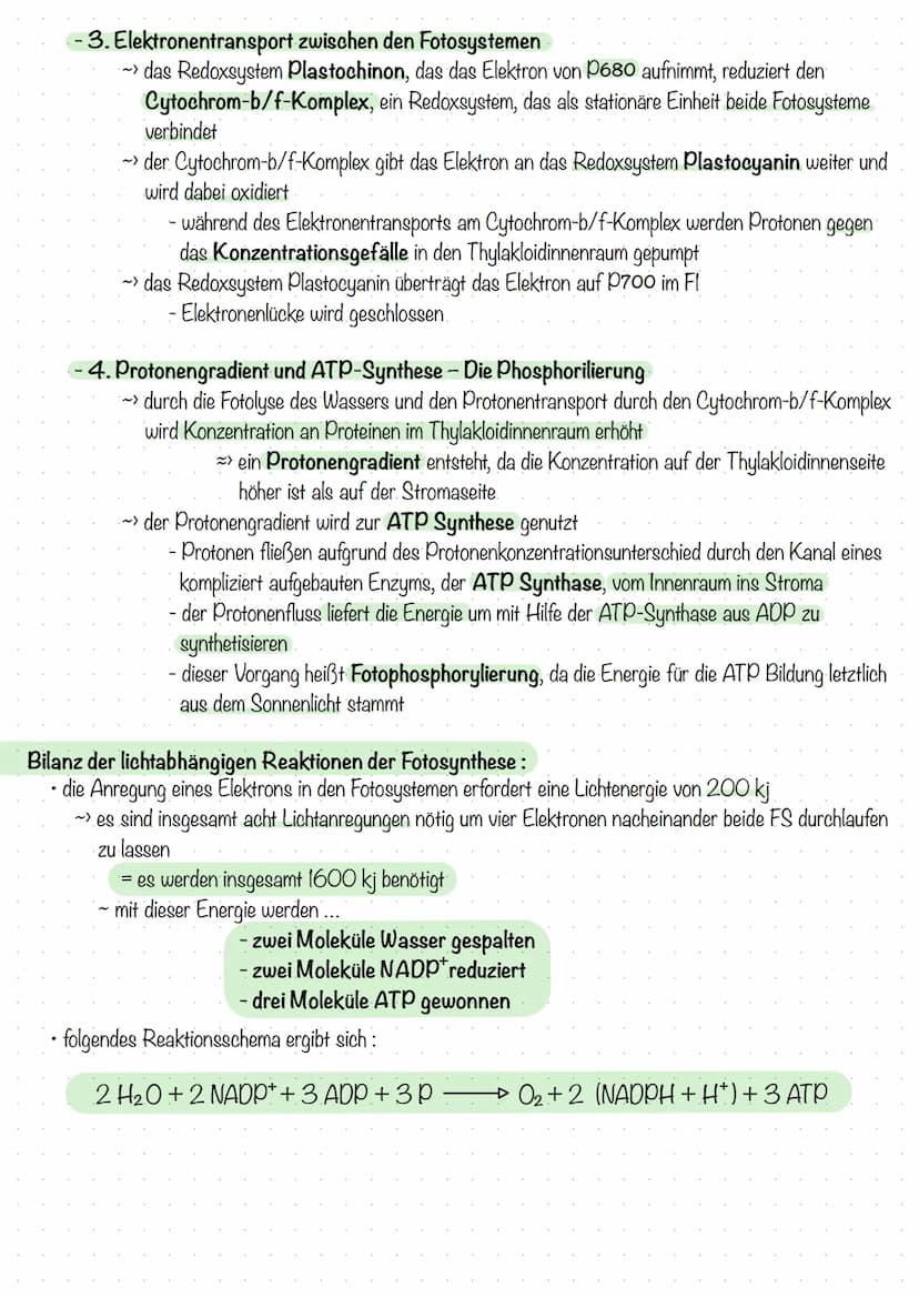 Biochemie der Fotosynthese
Lichtabhängige Reaktionen der Fotosynthese
bei der Fotosynthese wirken stets 2 Fotosysteme zusammen, die in der T