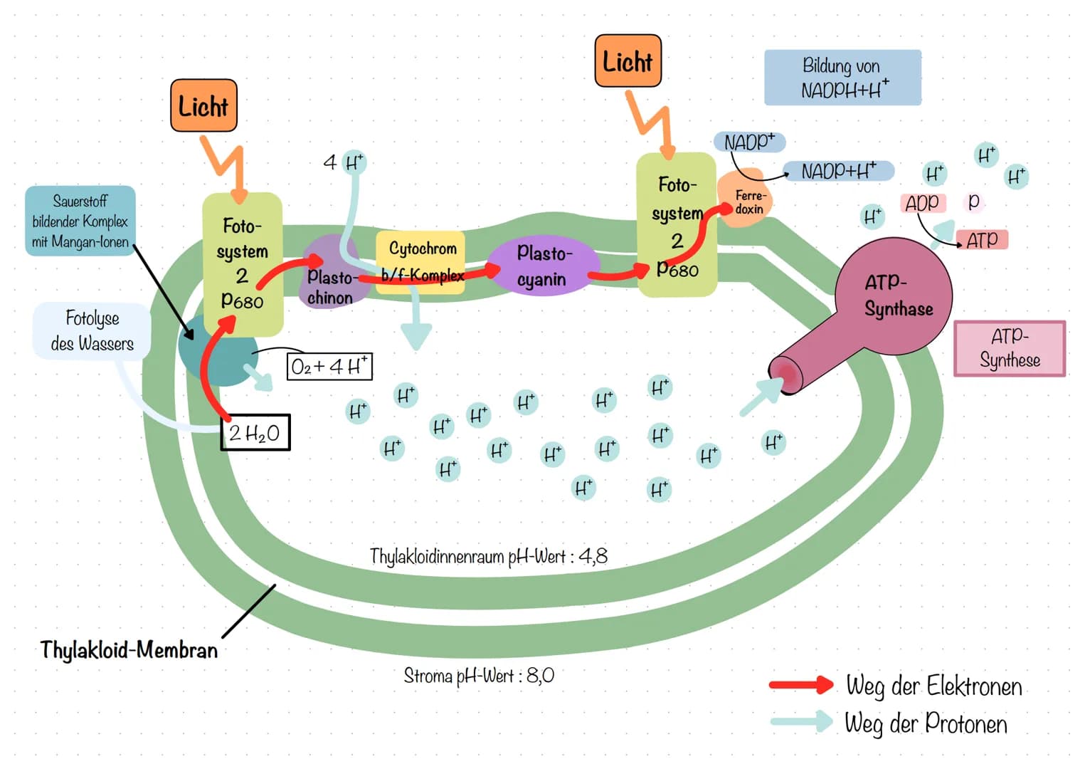 Biochemie der Fotosynthese
Lichtabhängige Reaktionen der Fotosynthese
bei der Fotosynthese wirken stets 2 Fotosysteme zusammen, die in der T