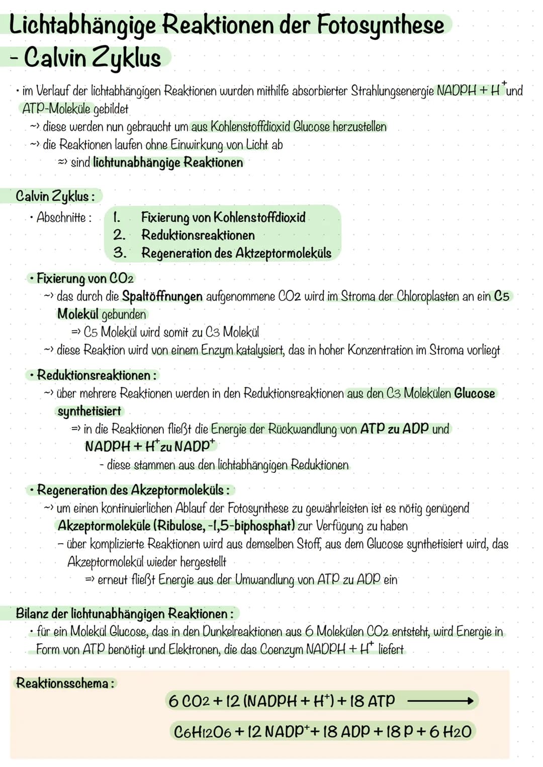 Biochemie der Fotosynthese
Lichtabhängige Reaktionen der Fotosynthese
bei der Fotosynthese wirken stets 2 Fotosysteme zusammen, die in der T