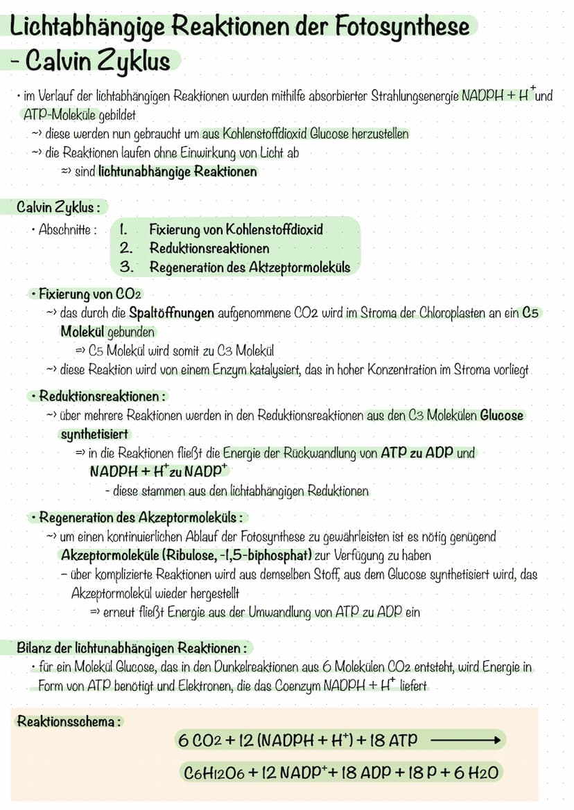 Biochemie der Fotosynthese
Lichtabhängige Reaktionen der Fotosynthese
bei der Fotosynthese wirken stets 2 Fotosysteme zusammen, die in der T