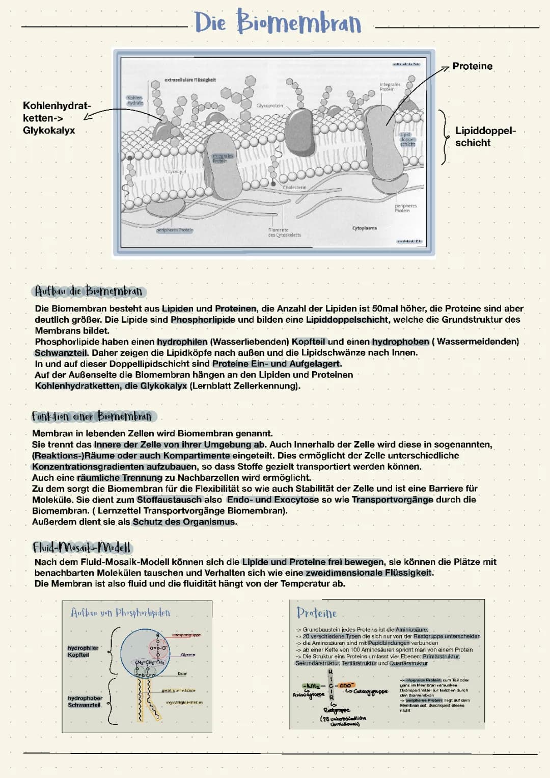 Die Biomembran 