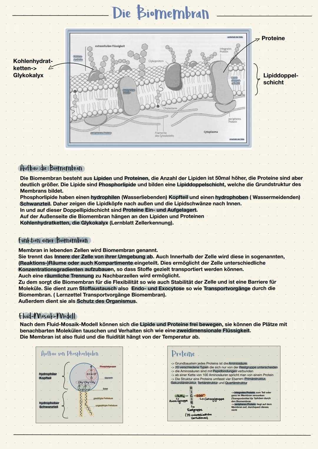Kohlenhydrat-
ketten->
Glykokalyx
Kohlen
hydrate
extrazelluläre Flüssigkeit
Glykolipid
hydrophiler
Kopfteil
peripheres Protein
hydrophober
S