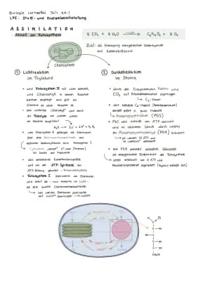 Know Lernzettel: Fotosynthese + Zellatmung  thumbnail