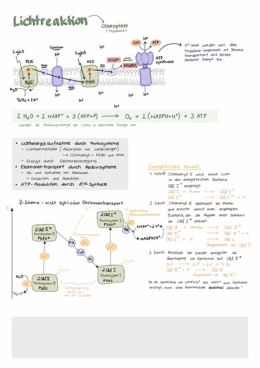 Biologie Lernzettel 13/1 KA-2
LPE: Stoff- und Energiebereitstellung
ASSIMILATION
Ablauf der Fotosynthese
Lichtreaktion
im Thylakoid
●
●
Chlo