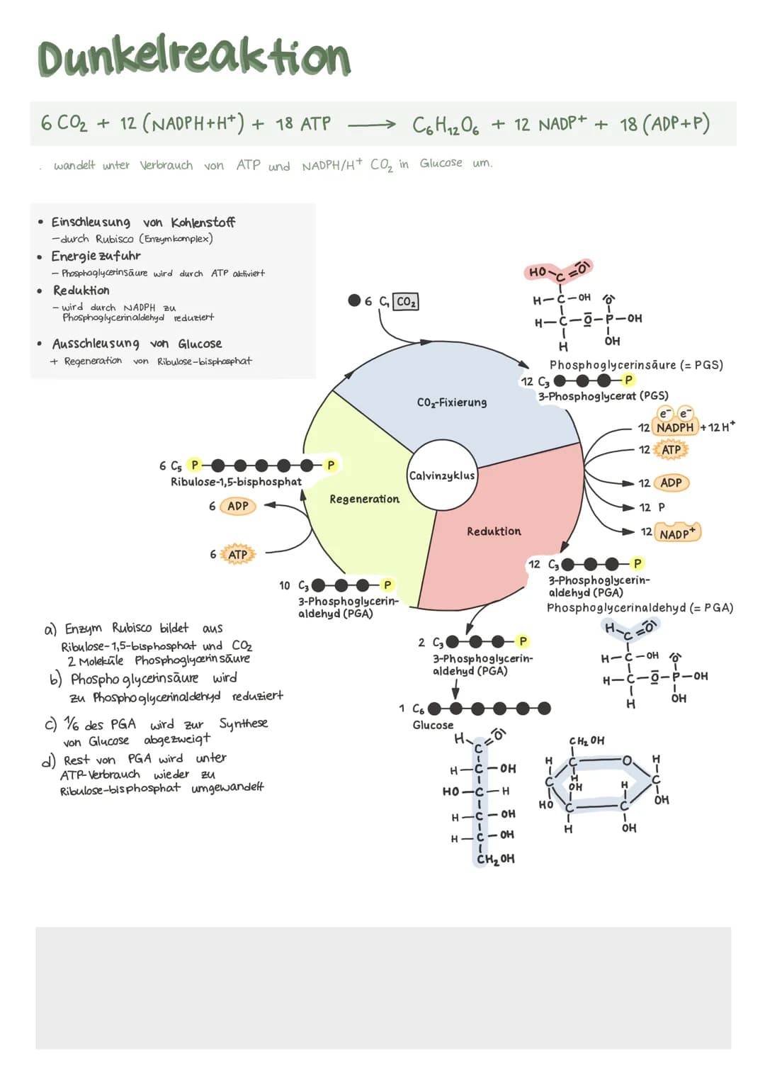 Biologie Lernzettel 13/1 KA-2
LPE: Stoff- und Energiebereitstellung
ASSIMILATION
Ablauf der Fotosynthese
Lichtreaktion
im Thylakoid
●
●
Chlo