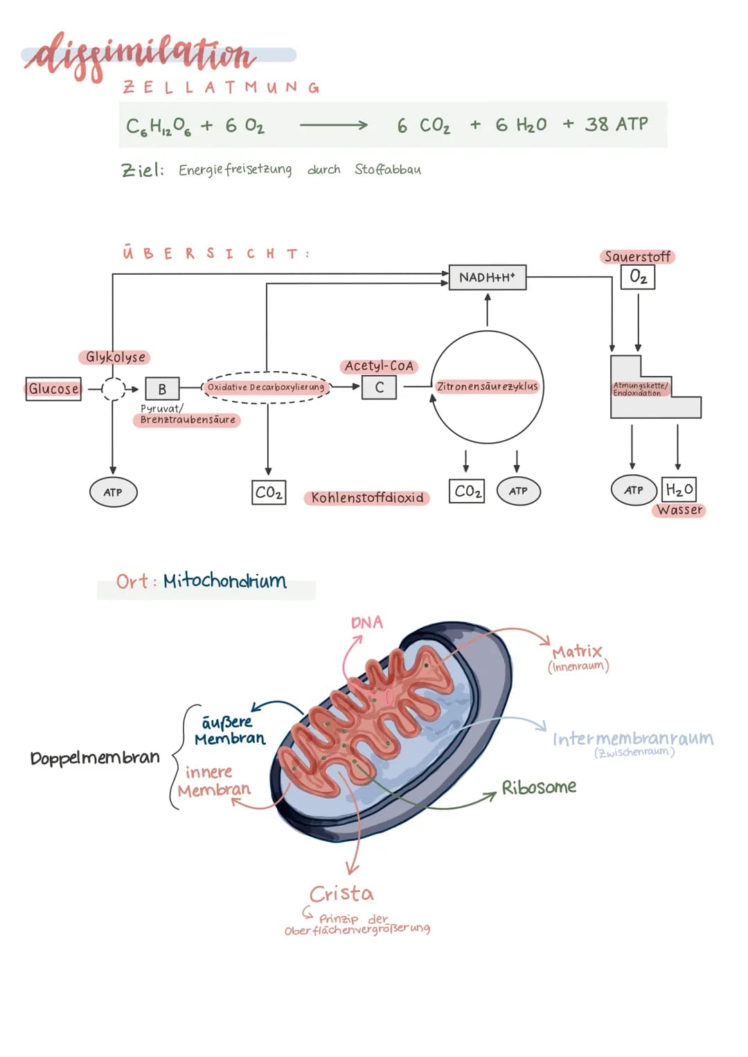 Biologie Lernzettel 13/1 KA-2
LPE: Stoff- und Energiebereitstellung
ASSIMILATION
Ablauf der Fotosynthese
Lichtreaktion
im Thylakoid
●
●
Chlo