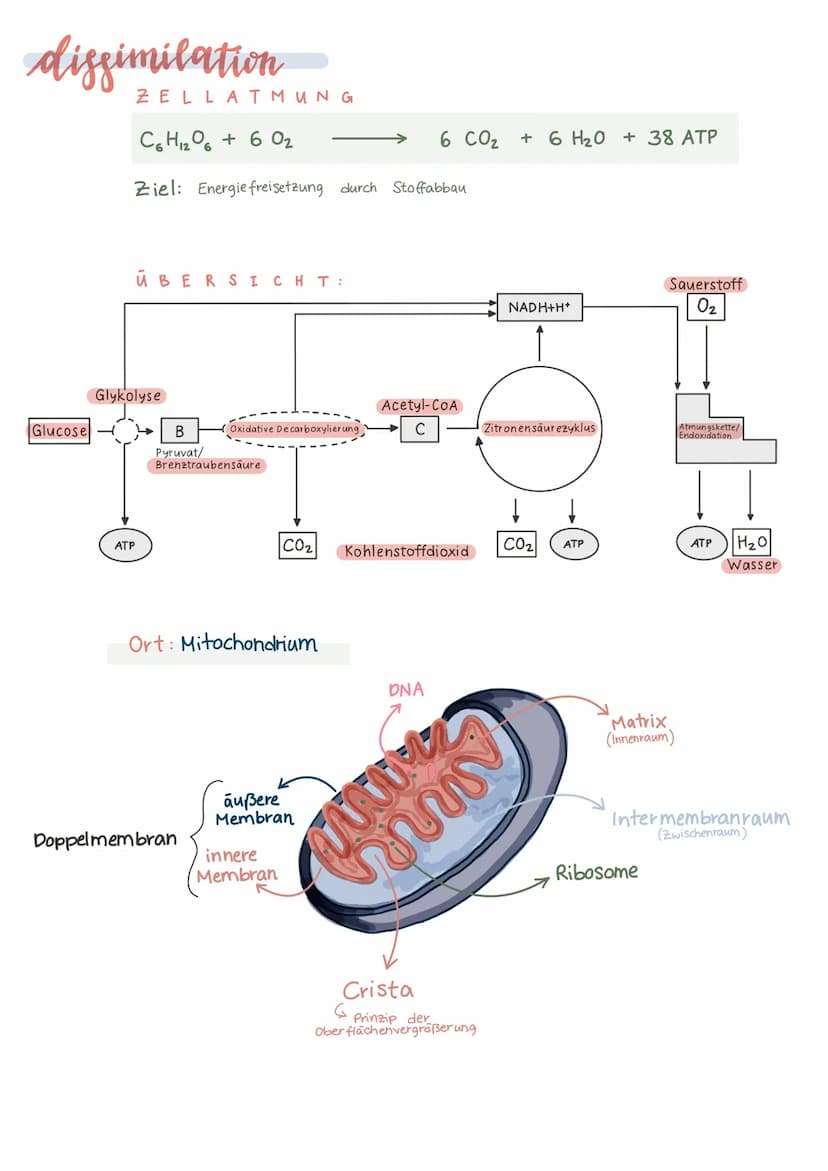 Biologie Lernzettel 13/1 KA-2
LPE: Stoff- und Energiebereitstellung
ASSIMILATION
Ablauf der Fotosynthese
Lichtreaktion
im Thylakoid
●
●
Chlo