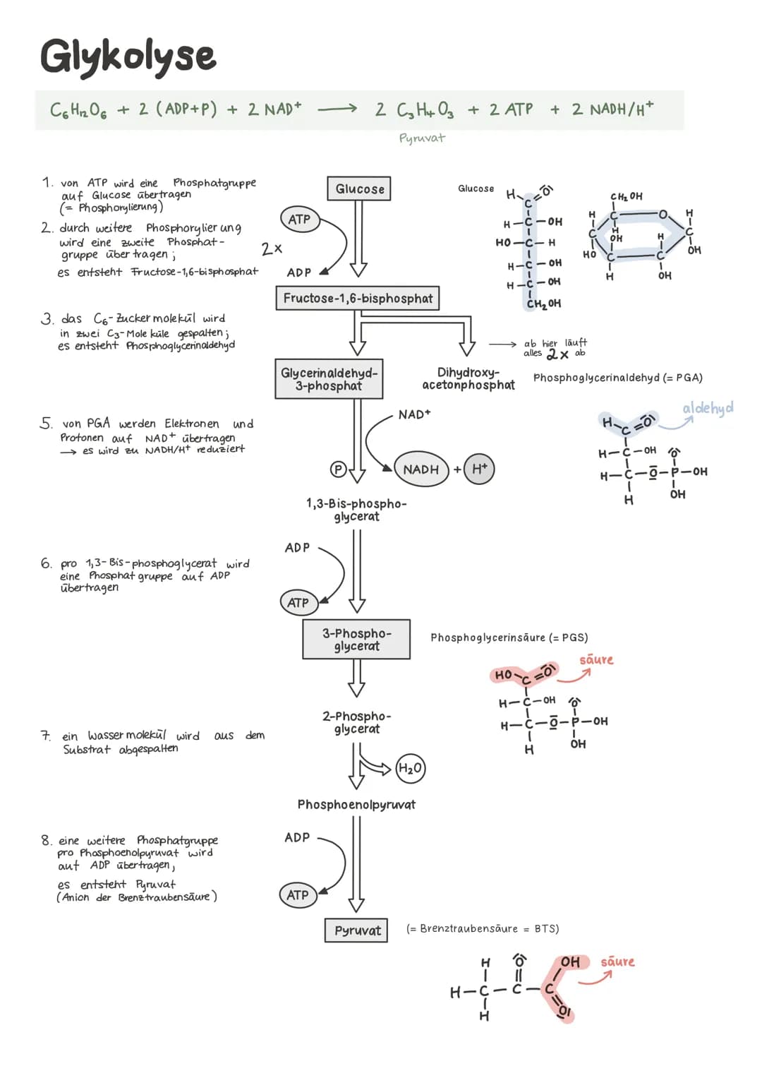 Biologie Lernzettel 13/1 KA-2
LPE: Stoff- und Energiebereitstellung
ASSIMILATION
Ablauf der Fotosynthese
Lichtreaktion
im Thylakoid
●
●
Chlo