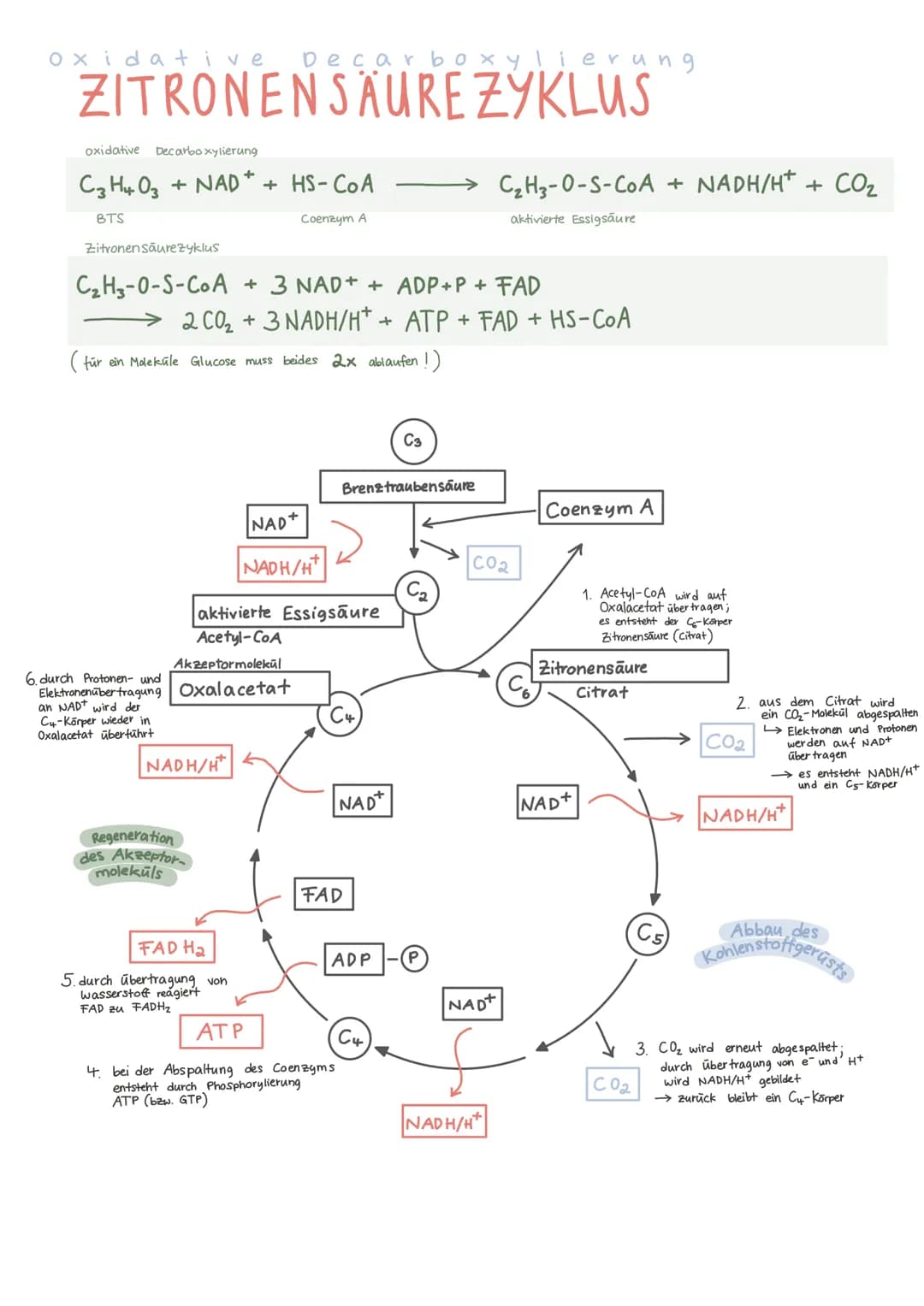 Biologie Lernzettel 13/1 KA-2
LPE: Stoff- und Energiebereitstellung
ASSIMILATION
Ablauf der Fotosynthese
Lichtreaktion
im Thylakoid
●
●
Chlo