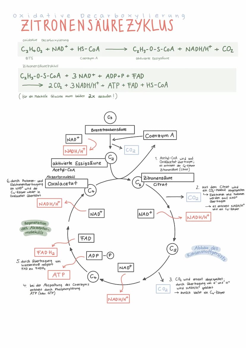 Biologie Lernzettel 13/1 KA-2
LPE: Stoff- und Energiebereitstellung
ASSIMILATION
Ablauf der Fotosynthese
Lichtreaktion
im Thylakoid
●
●
Chlo
