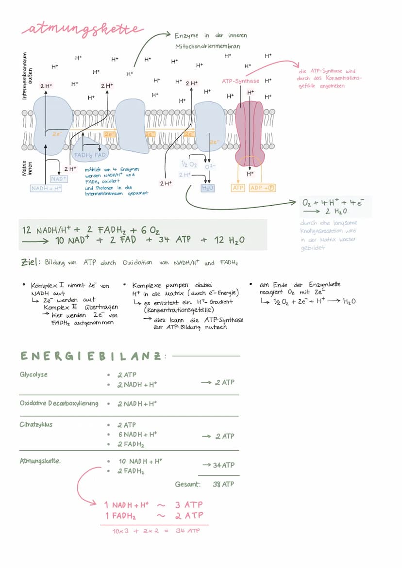 Biologie Lernzettel 13/1 KA-2
LPE: Stoff- und Energiebereitstellung
ASSIMILATION
Ablauf der Fotosynthese
Lichtreaktion
im Thylakoid
●
●
Chlo