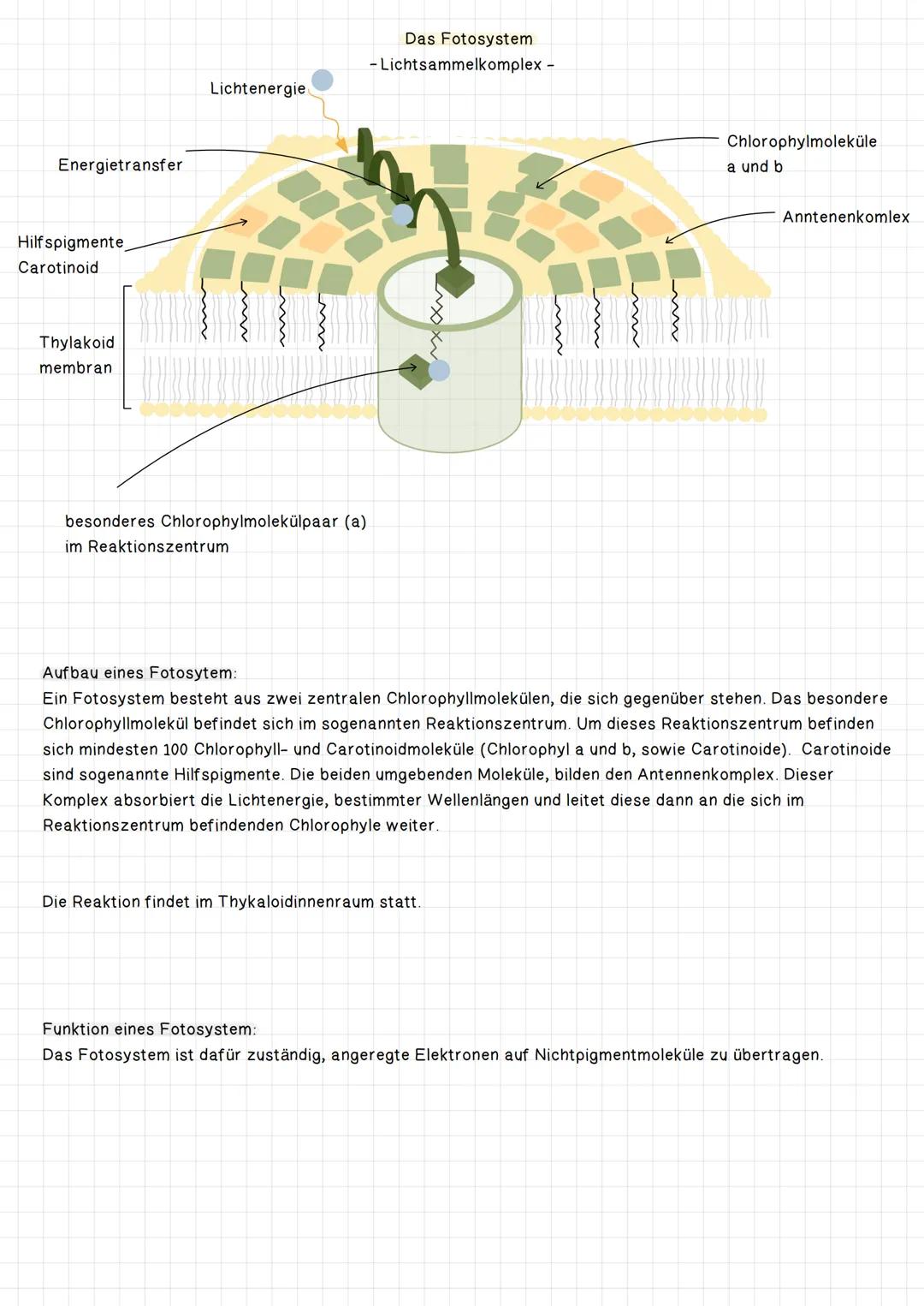 # Das Fotosystem
- Lichtsammelkomplex -

Lichtenergie

Energietransfer

Hilfspigmente,
Carotinoid

Thylakoid
membran

Chlorophylmoleküle
a u