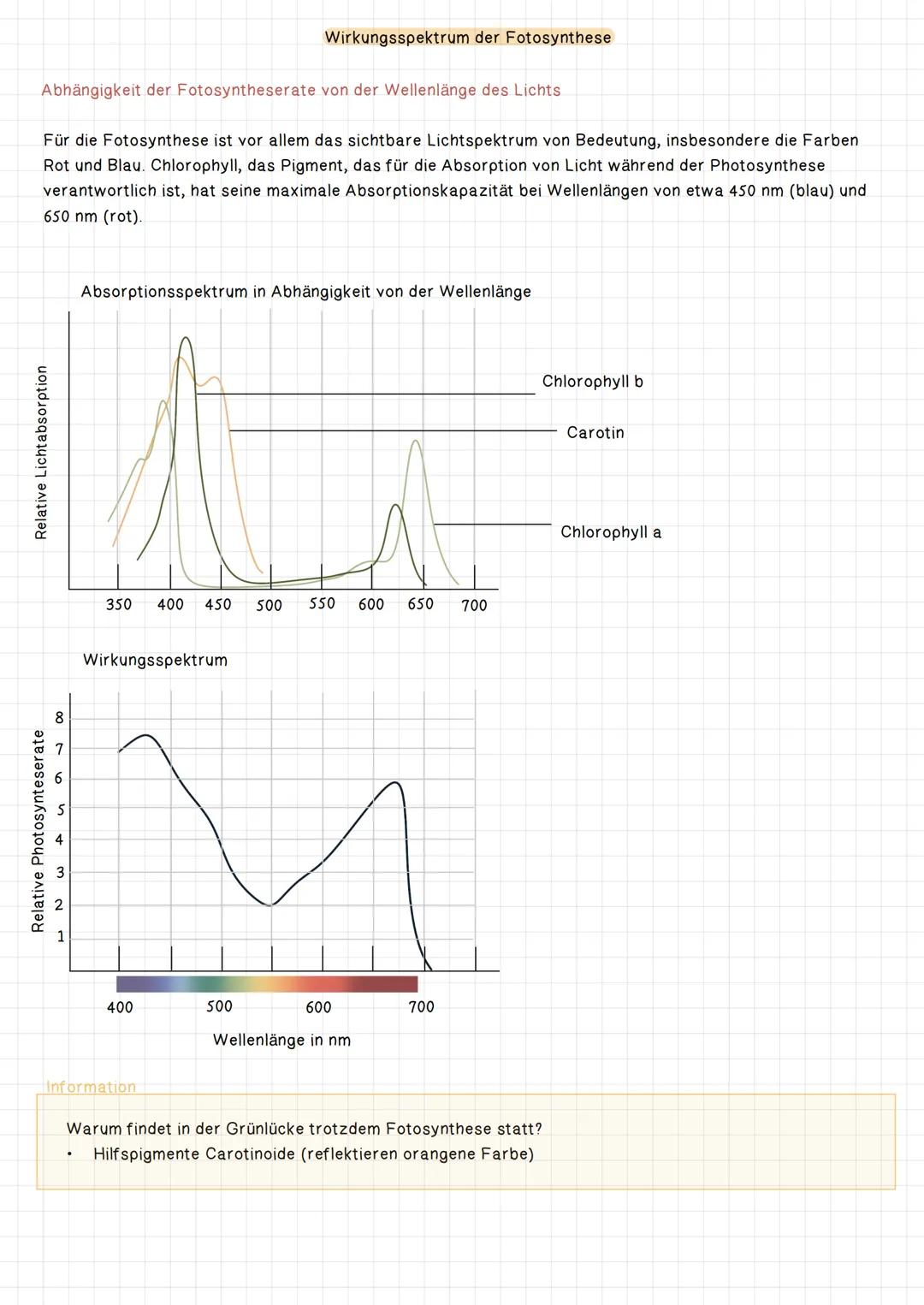 # Das Fotosystem
- Lichtsammelkomplex -

Lichtenergie

Energietransfer

Hilfspigmente,
Carotinoid

Thylakoid
membran

Chlorophylmoleküle
a u