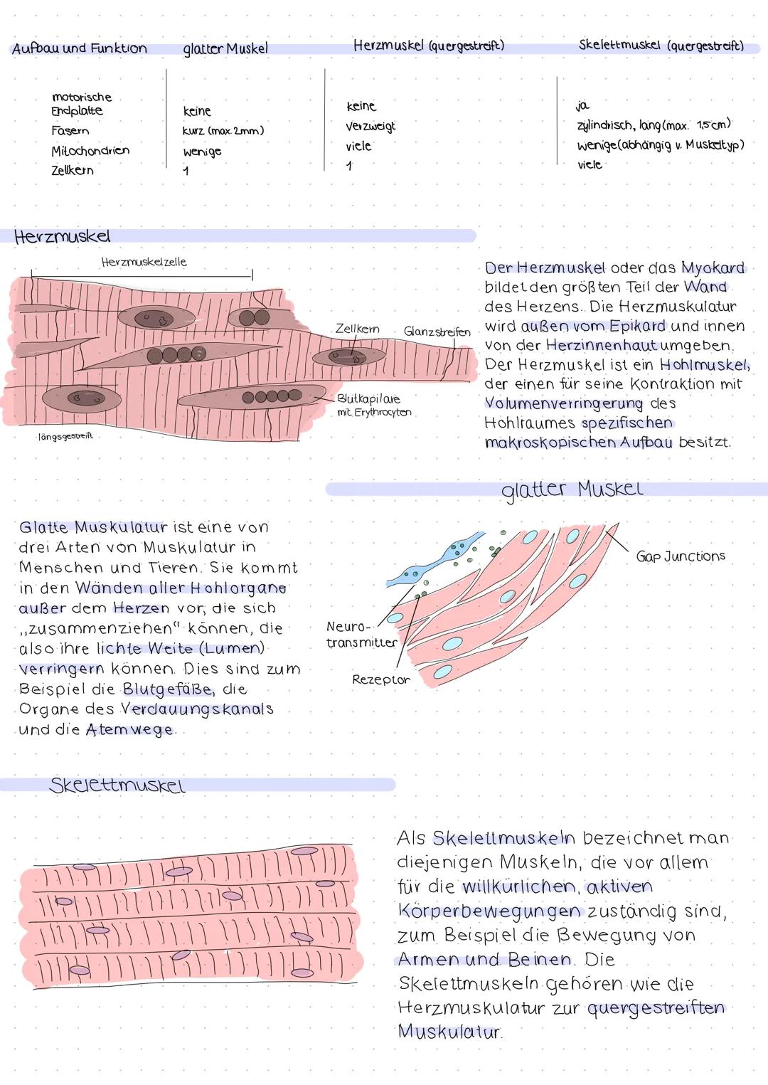 "langsame
Faser
'schnelle
Faser'
1. Ein Skeleltmuskel besteht hauptsächlich
aus long gestreckten Riesenzellen,
den Muskelfasern.
PRAE
2. Aus