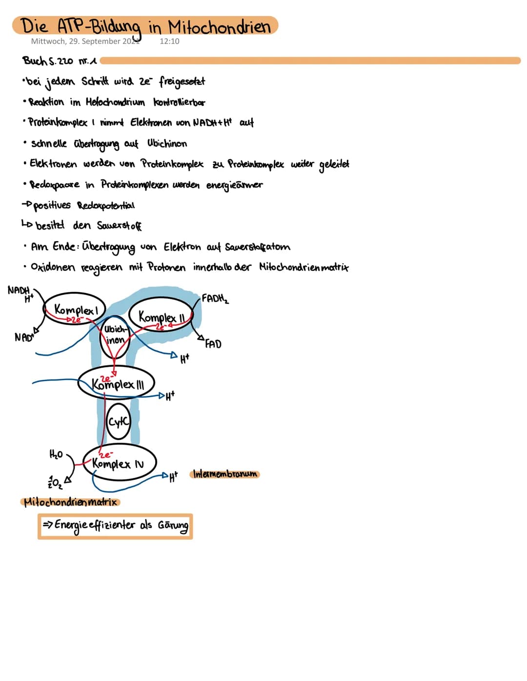 Die ATP-Bildung in Mitochondrien
Mittwoch, 29. September 20
12:10
Buch S.220 nr. 1
•bei jedem Schritt wird ze freigesetzt
•Reaktion im Metoc