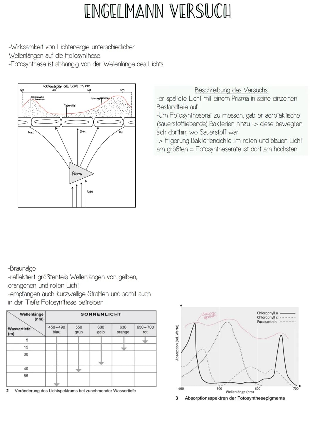 -Form von Energie
-elektromagnetische Strahlung wandert in rhythmischen
Wellen (Wellenlängen zwischen 400 und 700nm)
-breiten sich in Lichtg