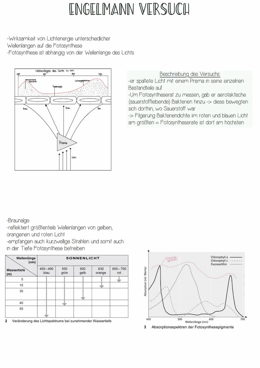 -Form von Energie
-elektromagnetische Strahlung wandert in rhythmischen
Wellen (Wellenlängen zwischen 400 und 700nm)
-breiten sich in Lichtg