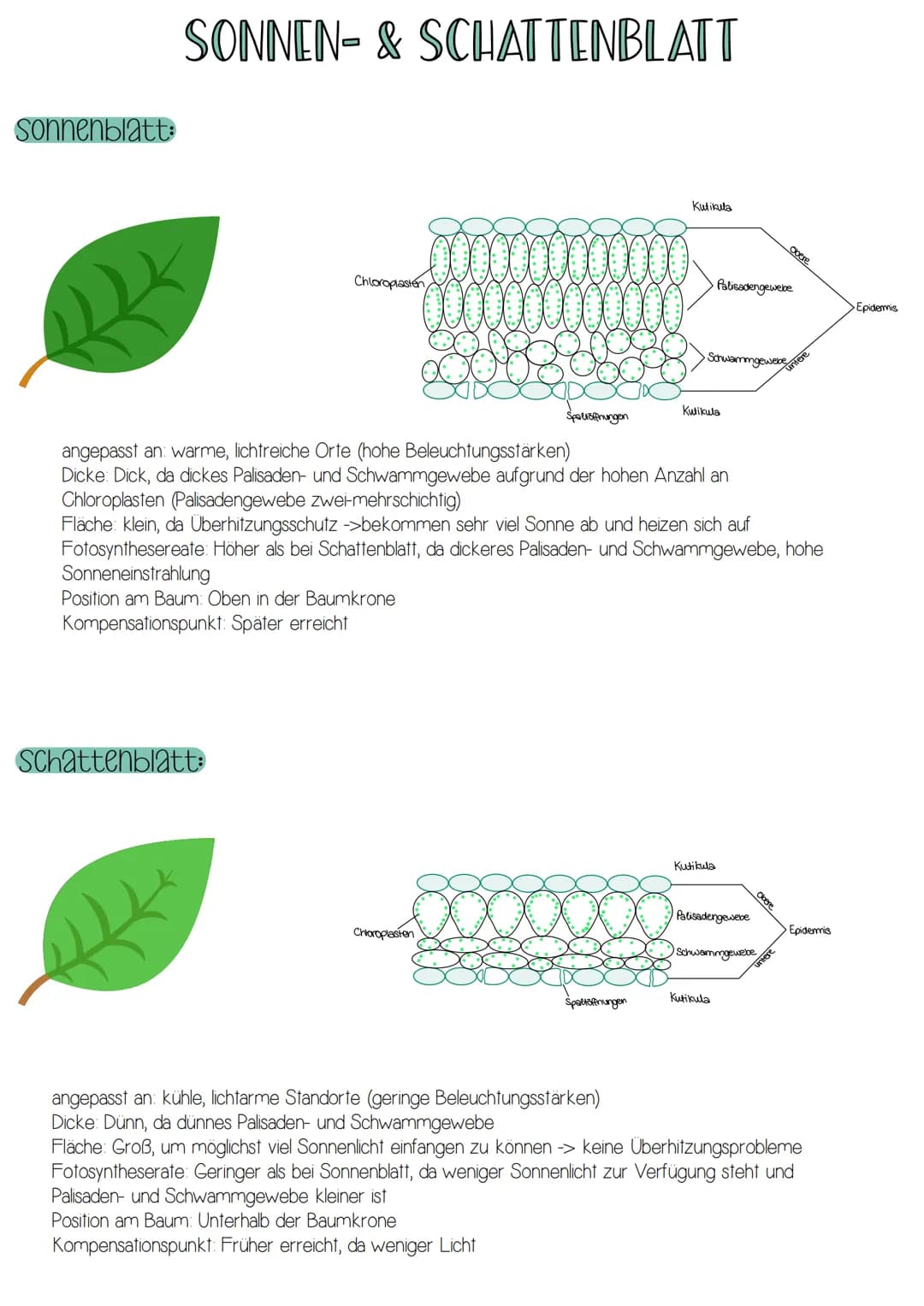 -Form von Energie
-elektromagnetische Strahlung wandert in rhythmischen
Wellen (Wellenlängen zwischen 400 und 700nm)
-breiten sich in Lichtg