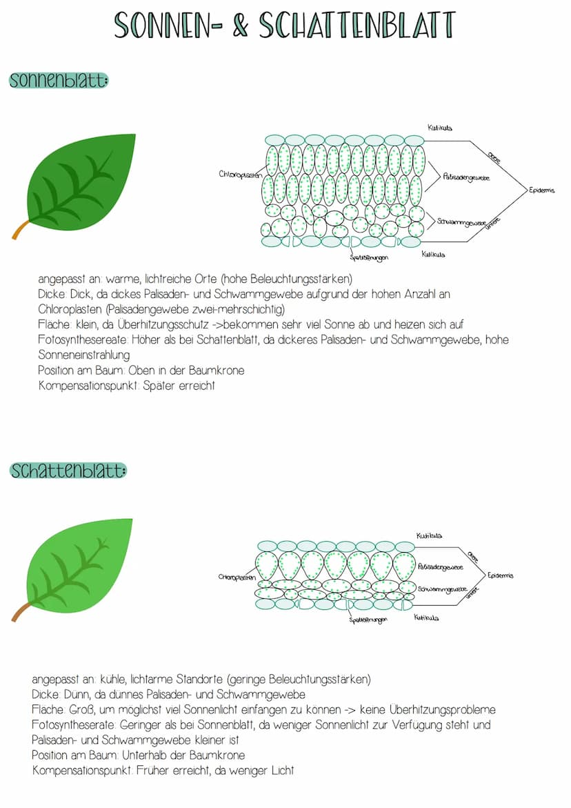 -Form von Energie
-elektromagnetische Strahlung wandert in rhythmischen
Wellen (Wellenlängen zwischen 400 und 700nm)
-breiten sich in Lichtg