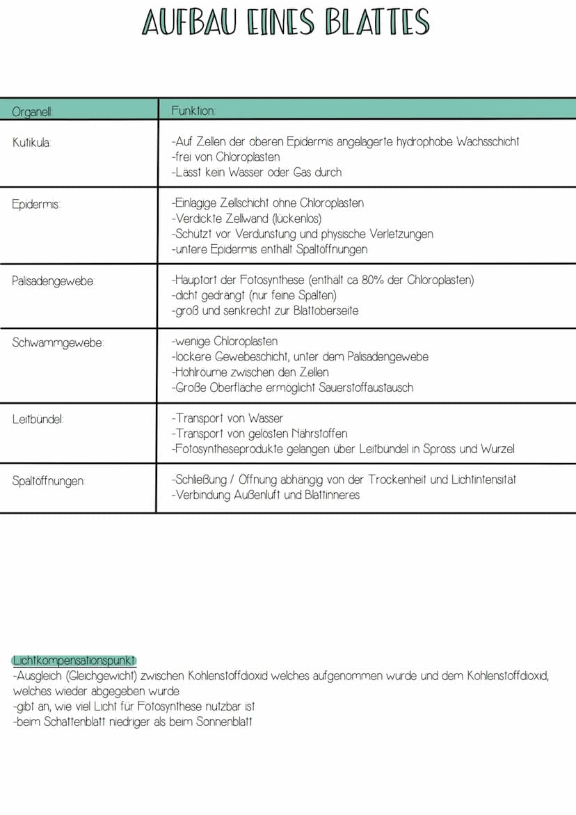 -Form von Energie
-elektromagnetische Strahlung wandert in rhythmischen
Wellen (Wellenlängen zwischen 400 und 700nm)
-breiten sich in Lichtg
