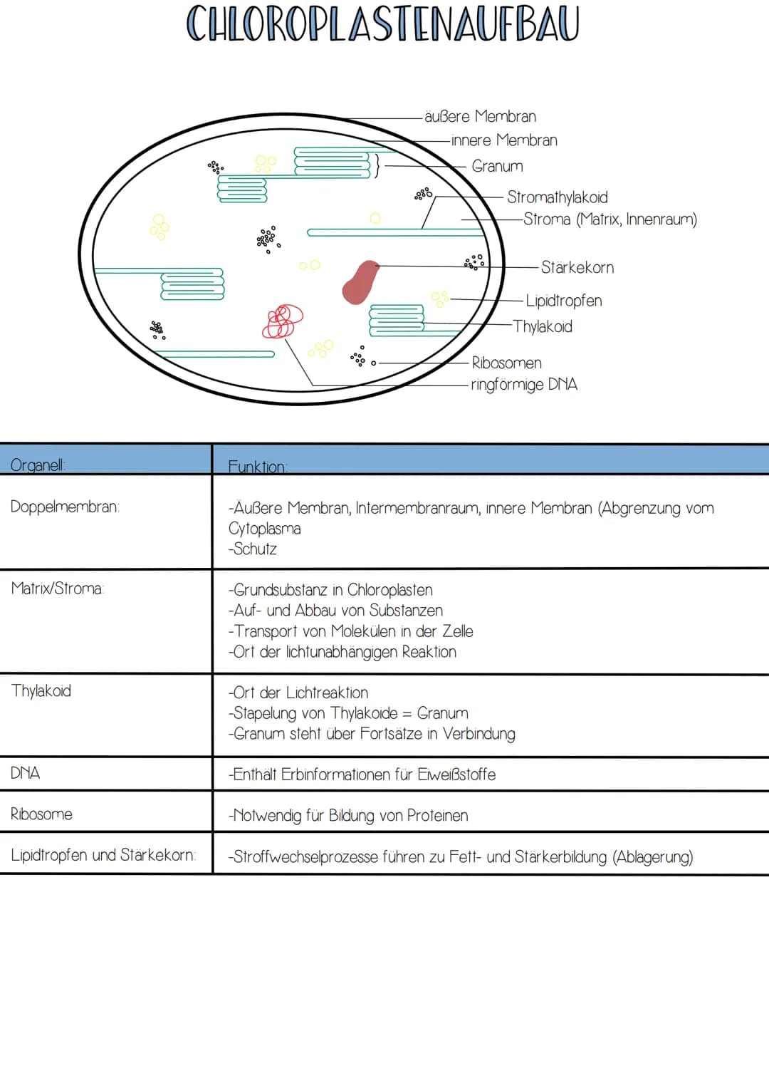 -Form von Energie
-elektromagnetische Strahlung wandert in rhythmischen
Wellen (Wellenlängen zwischen 400 und 700nm)
-breiten sich in Lichtg