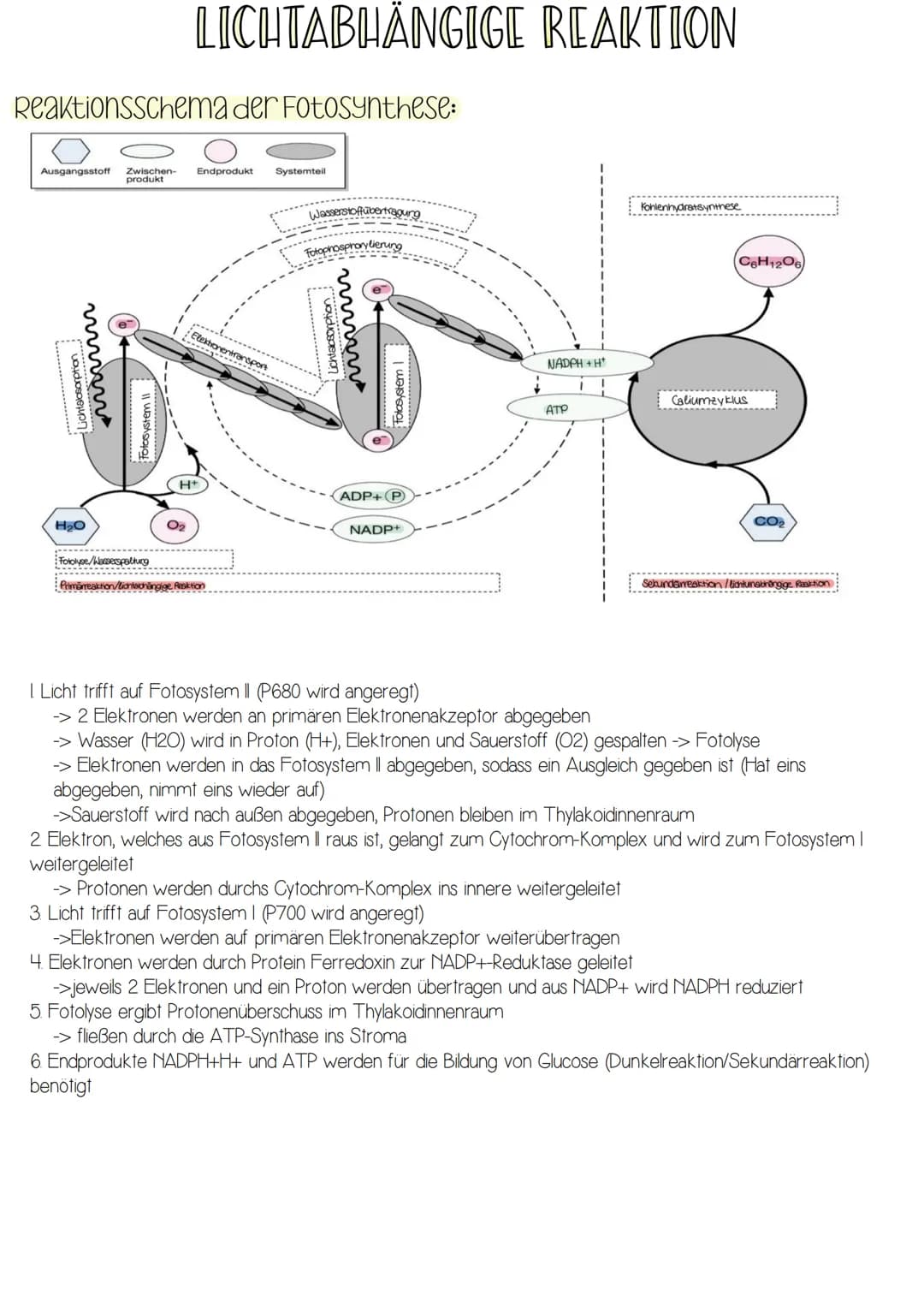 -Form von Energie
-elektromagnetische Strahlung wandert in rhythmischen
Wellen (Wellenlängen zwischen 400 und 700nm)
-breiten sich in Lichtg