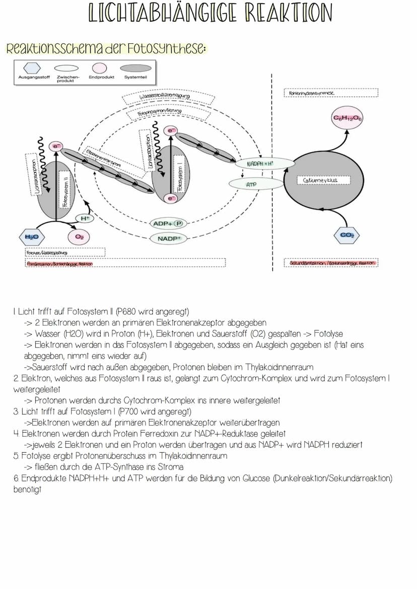 -Form von Energie
-elektromagnetische Strahlung wandert in rhythmischen
Wellen (Wellenlängen zwischen 400 und 700nm)
-breiten sich in Lichtg