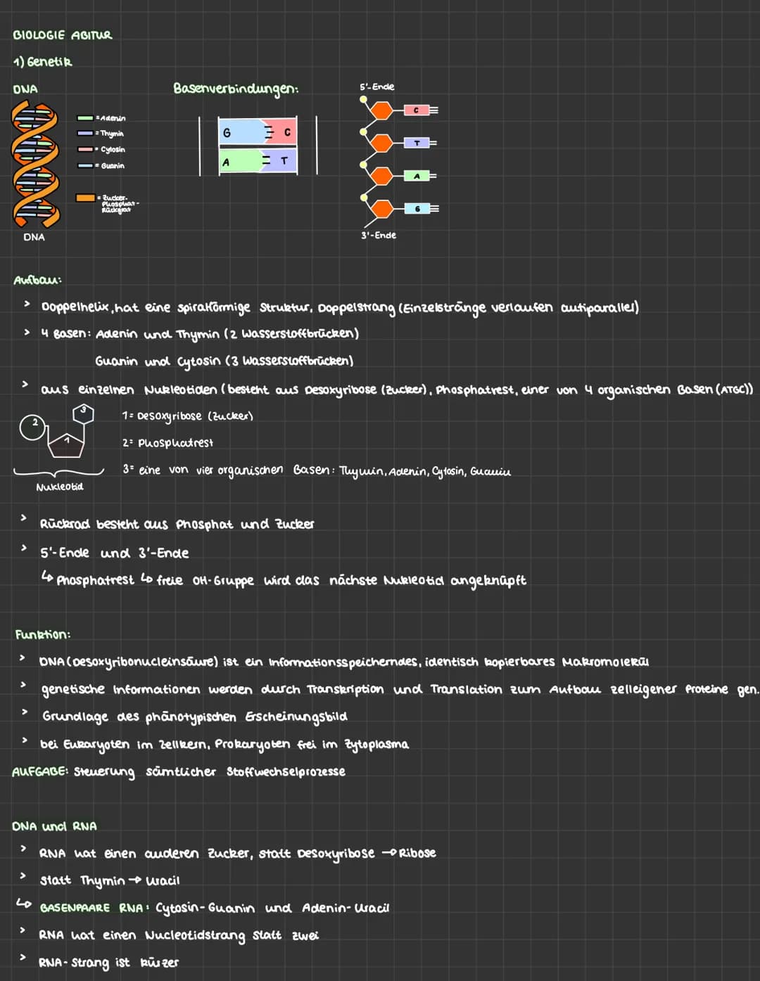 BIOLOGIE ABITUR
1) Genetik
ONA
NNN :
>
Nukleotid
Funktion:
Adenin
Thymin
Cytosin
Guanin
>
Zucker.
Phosphat-
Rückgrat
ONA und RNA
Basenverbin