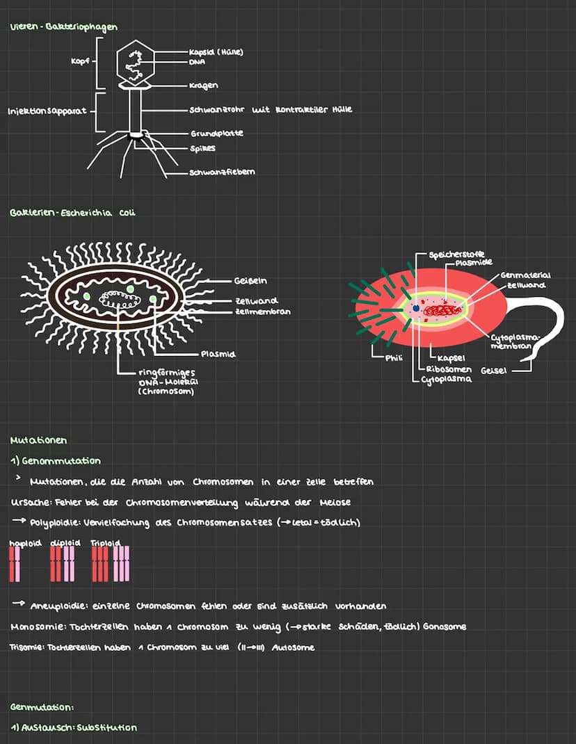 BIOLOGIE ABITUR
1) Genetik
ONA
NNN :
>
Nukleotid
Funktion:
Adenin
Thymin
Cytosin
Guanin
>
Zucker.
Phosphat-
Rückgrat
ONA und RNA
Basenverbin