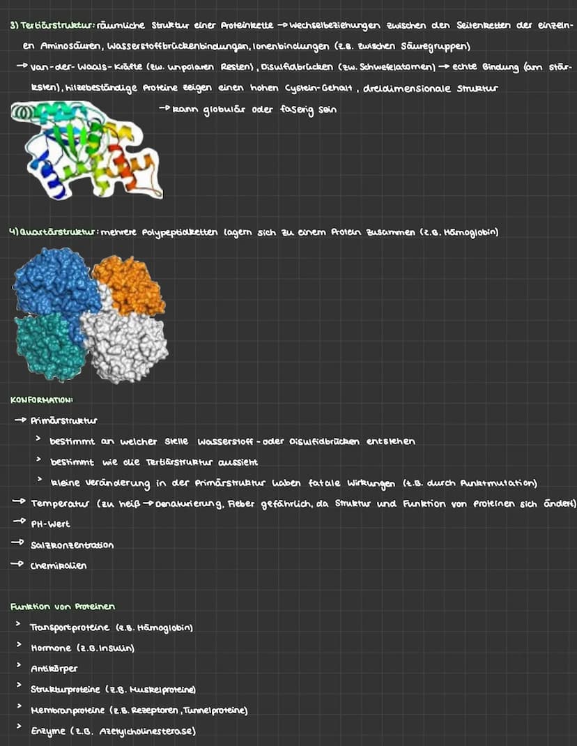 BIOLOGIE ABITUR
1) Genetik
ONA
NNN :
>
Nukleotid
Funktion:
Adenin
Thymin
Cytosin
Guanin
>
Zucker.
Phosphat-
Rückgrat
ONA und RNA
Basenverbin