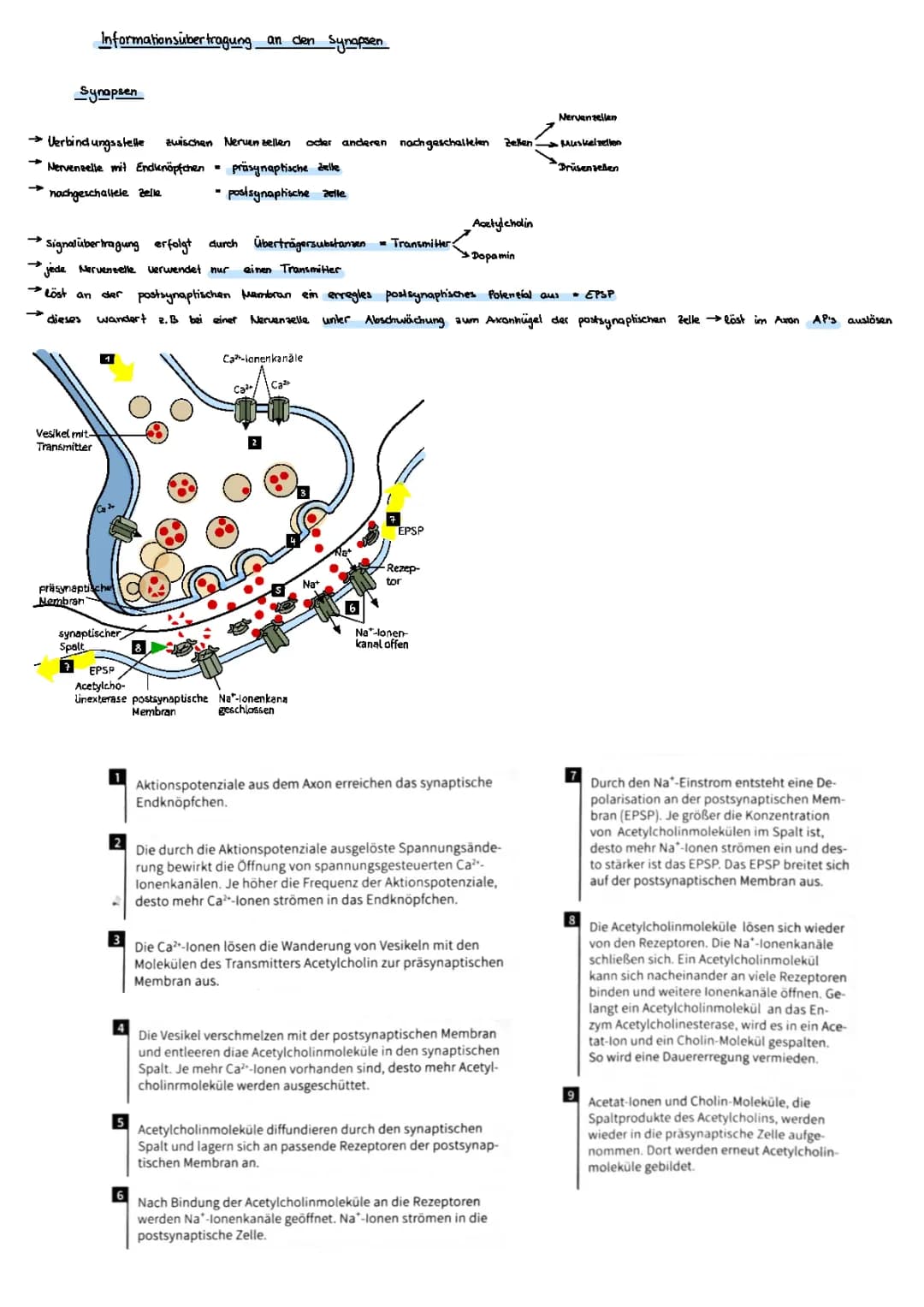Informationsübertragung an Synapsen 