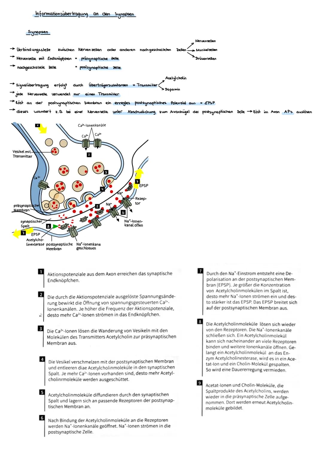 Informationsübertragung an den Synapsen
Synapsen
→ Verbindungsstelle zwischen Nervenzellen oder anderen nachgeschalteten Zellen
Nervenzelle 