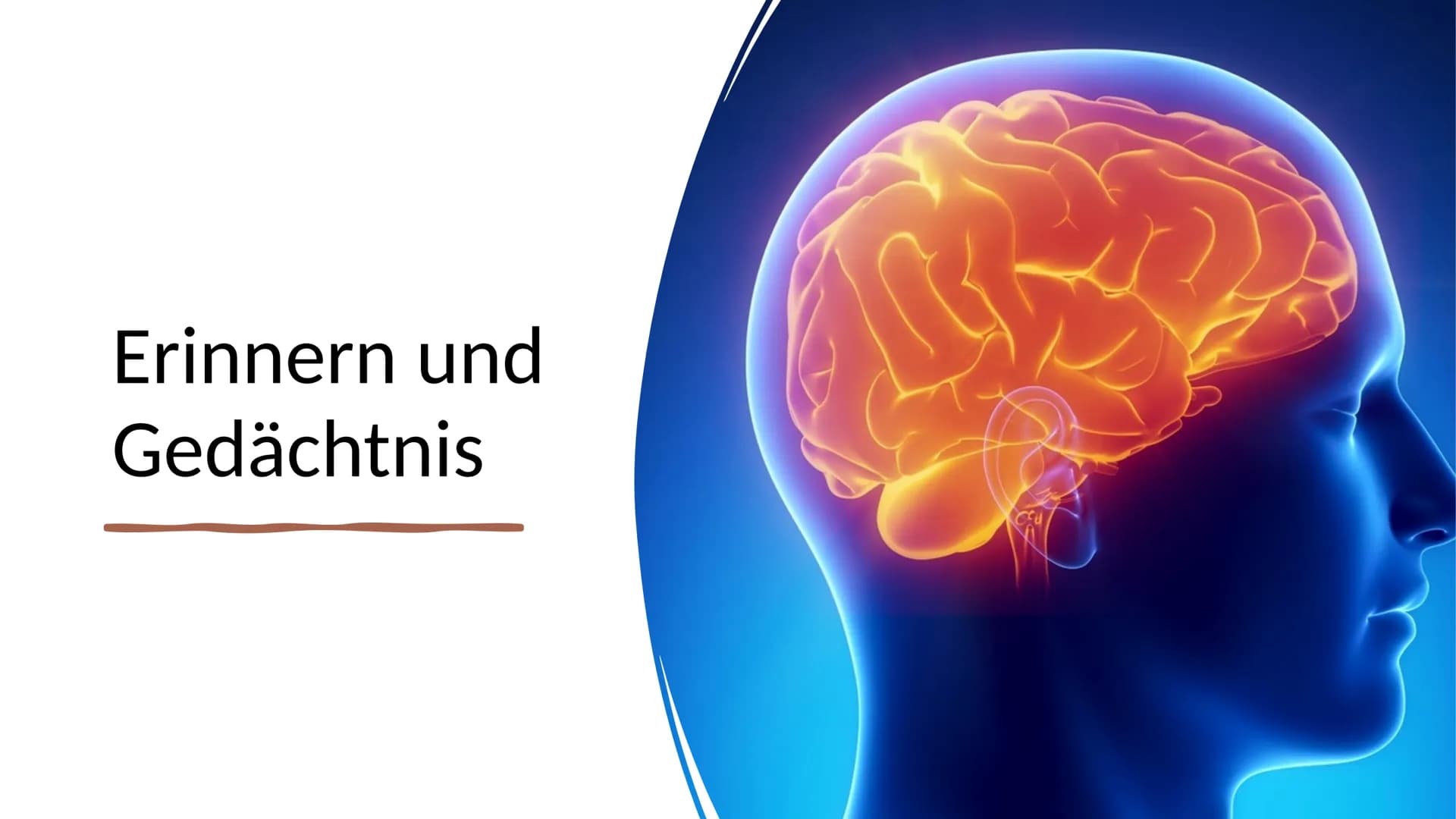 Erinnern und
Gedächtnis Inhaltsverzeichnis
1. Aufbau des menschlichen Gehirns
●
2. Grundlagen der Gedächtnisbildung
2.1 das Kurzzeitgedächtn