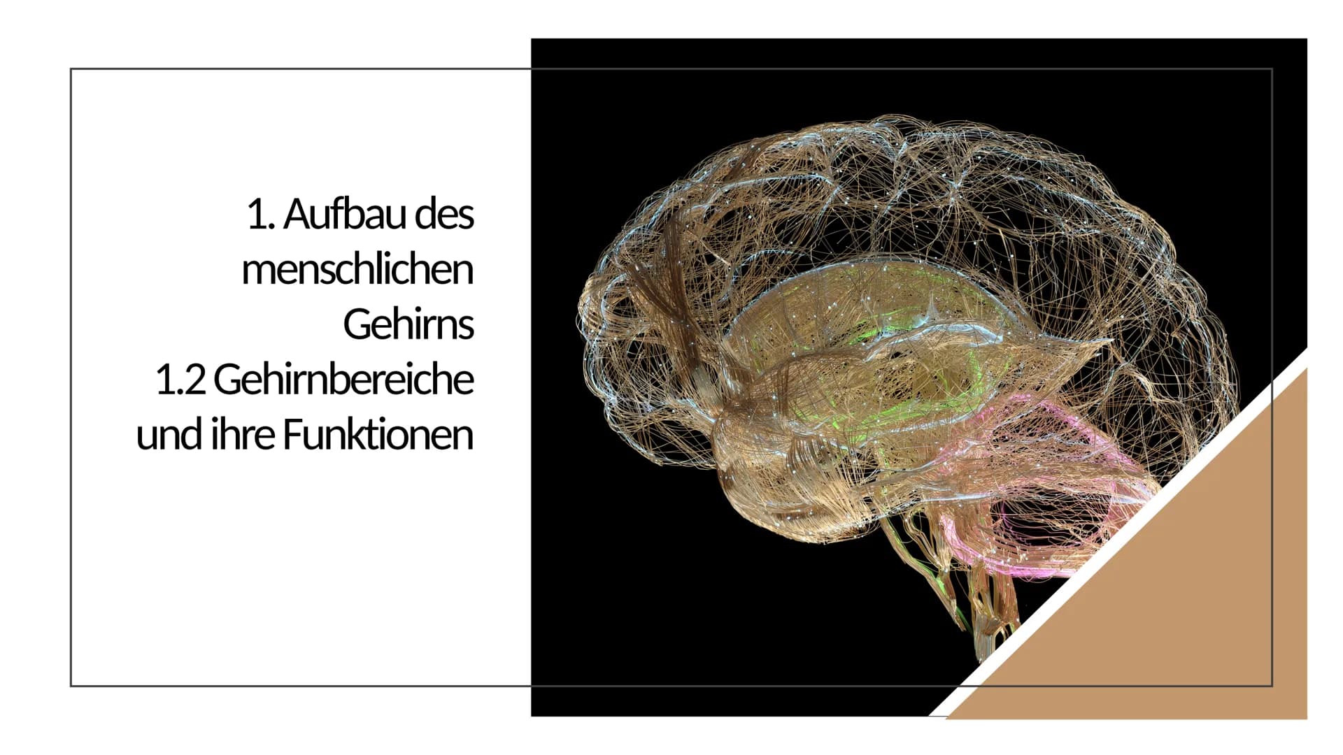 Erinnern und
Gedächtnis Inhaltsverzeichnis
1. Aufbau des menschlichen Gehirns
●
2. Grundlagen der Gedächtnisbildung
2.1 das Kurzzeitgedächtn