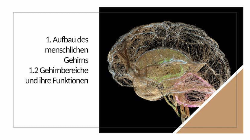 Erinnern und
Gedächtnis Inhaltsverzeichnis
1. Aufbau des menschlichen Gehirns
●
2. Grundlagen der Gedächtnisbildung
2.1 das Kurzzeitgedächtn