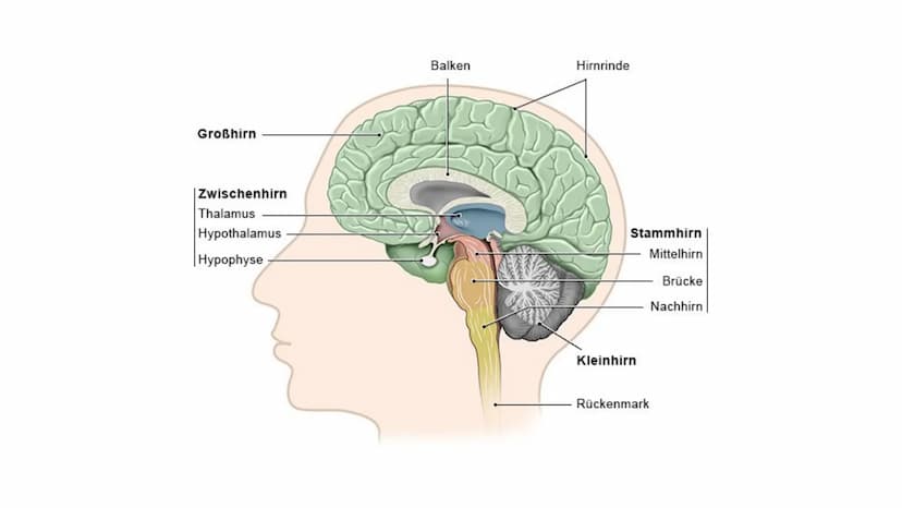 Erinnern und
Gedächtnis Inhaltsverzeichnis
1. Aufbau des menschlichen Gehirns
●
2. Grundlagen der Gedächtnisbildung
2.1 das Kurzzeitgedächtn