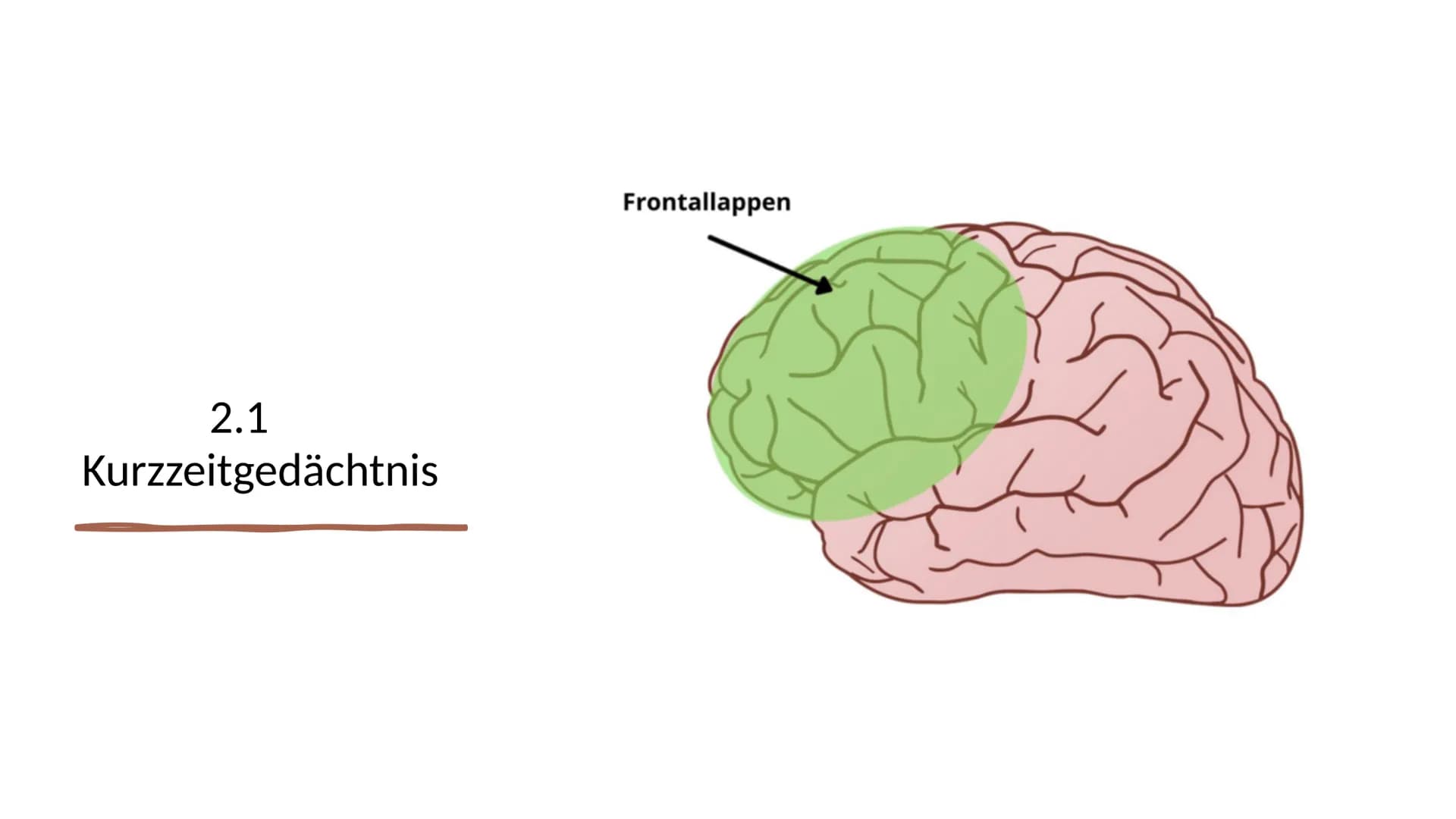 Erinnern und
Gedächtnis Inhaltsverzeichnis
1. Aufbau des menschlichen Gehirns
●
2. Grundlagen der Gedächtnisbildung
2.1 das Kurzzeitgedächtn