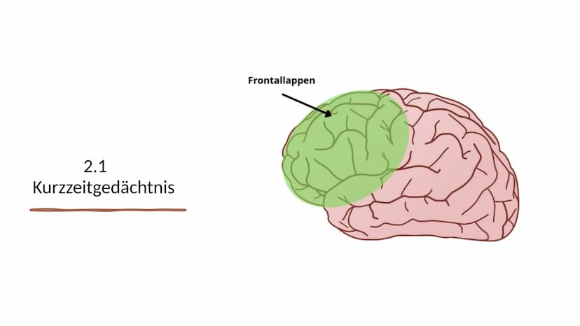 Erinnern und
Gedächtnis Inhaltsverzeichnis
1. Aufbau des menschlichen Gehirns
●
2. Grundlagen der Gedächtnisbildung
2.1 das Kurzzeitgedächtn