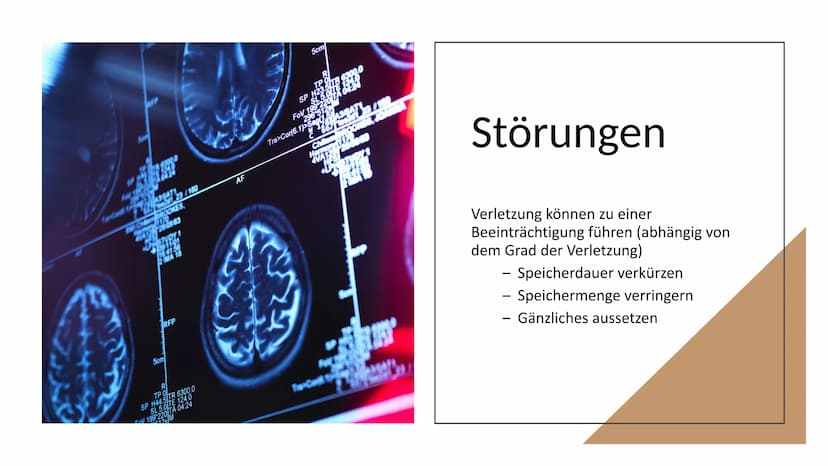 Erinnern und
Gedächtnis Inhaltsverzeichnis
1. Aufbau des menschlichen Gehirns
●
2. Grundlagen der Gedächtnisbildung
2.1 das Kurzzeitgedächtn