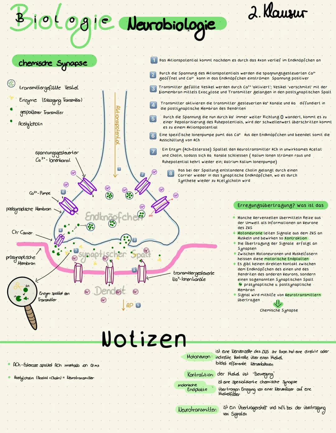 Biologie Neurobiologie
€
●
chemische Synapse
transmittergefüllte Vesikel
Enzyme (Entsorgung Transmitter)
gespaltener Transmitter
Acetylcholi