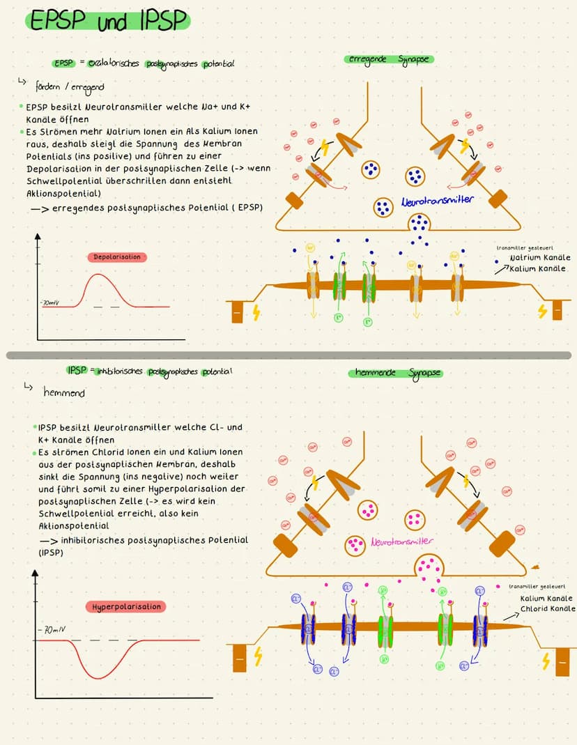 Biologie Neurobiologie
€
●
chemische Synapse
transmittergefüllte Vesikel
Enzyme (Entsorgung Transmitter)
gespaltener Transmitter
Acetylcholi