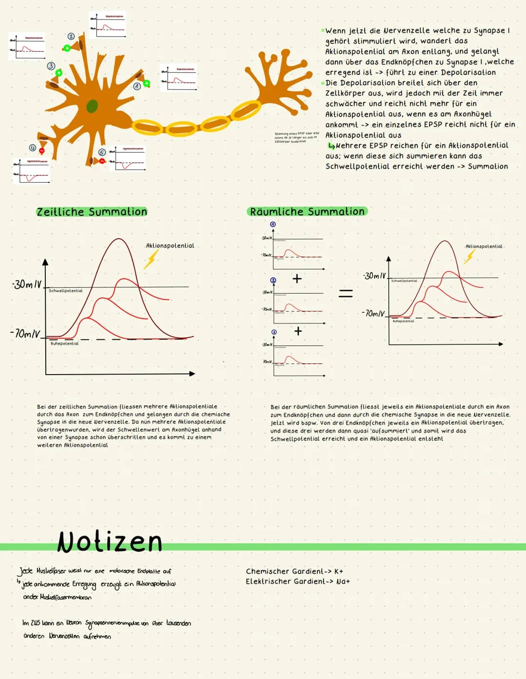 Biologie Neurobiologie
€
●
chemische Synapse
transmittergefüllte Vesikel
Enzyme (Entsorgung Transmitter)
gespaltener Transmitter
Acetylcholi