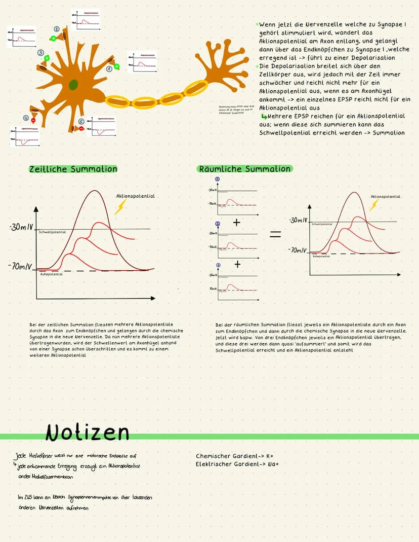 Biologie Neurobiologie
€
●
chemische Synapse
transmittergefüllte Vesikel
Enzyme (Entsorgung Transmitter)
gespaltener Transmitter
Acetylcholi