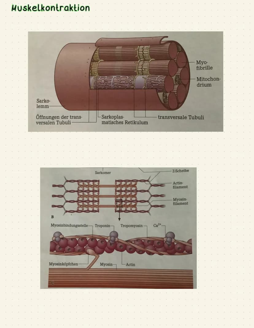Biologie Neurobiologie
€
●
chemische Synapse
transmittergefüllte Vesikel
Enzyme (Entsorgung Transmitter)
gespaltener Transmitter
Acetylcholi