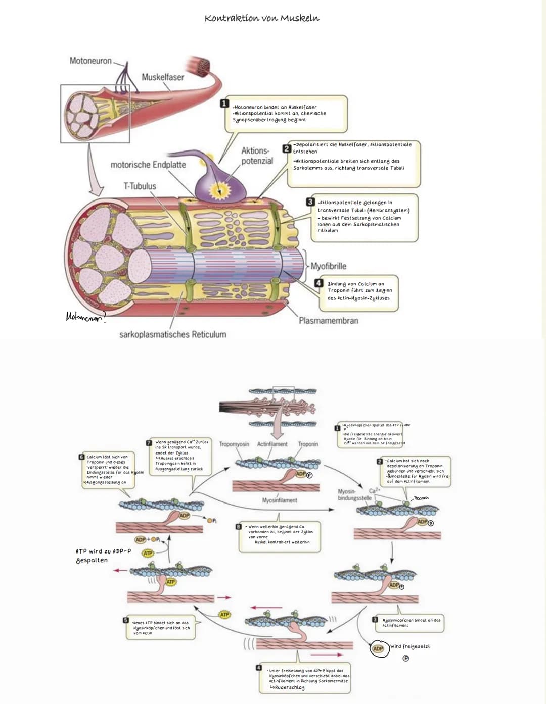 Biologie Neurobiologie
€
●
chemische Synapse
transmittergefüllte Vesikel
Enzyme (Entsorgung Transmitter)
gespaltener Transmitter
Acetylcholi