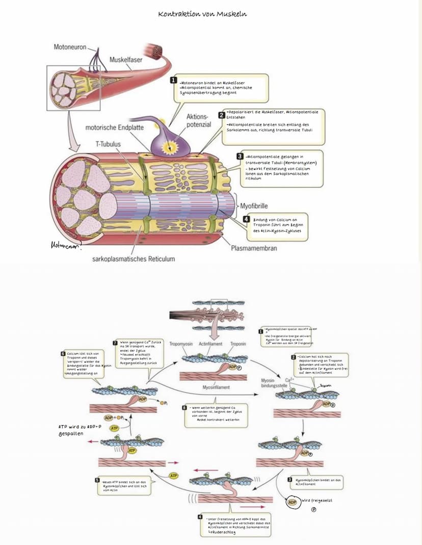 Biologie Neurobiologie
€
●
chemische Synapse
transmittergefüllte Vesikel
Enzyme (Entsorgung Transmitter)
gespaltener Transmitter
Acetylcholi