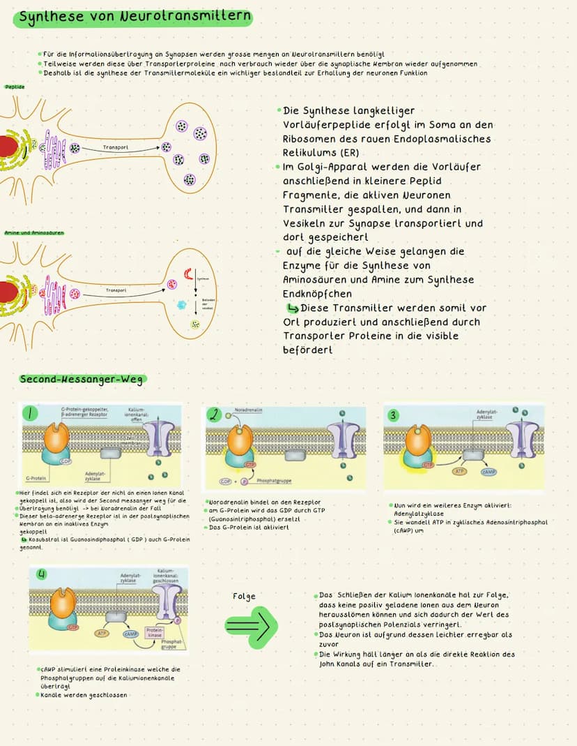 Biologie Neurobiologie
€
●
chemische Synapse
transmittergefüllte Vesikel
Enzyme (Entsorgung Transmitter)
gespaltener Transmitter
Acetylcholi