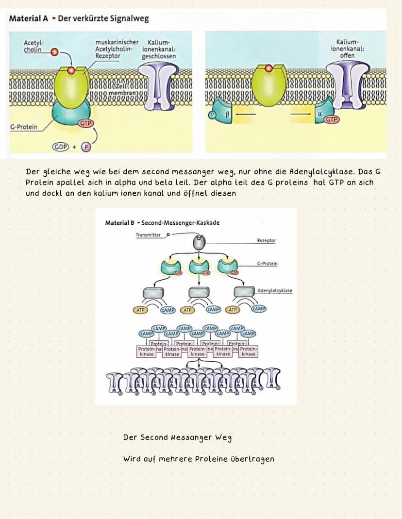 Biologie Neurobiologie
€
●
chemische Synapse
transmittergefüllte Vesikel
Enzyme (Entsorgung Transmitter)
gespaltener Transmitter
Acetylcholi