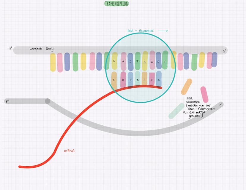 3'
TRANSKRIPTION BEI PROKARYOTEN
= DNA - Sequenz wird einsträngig kopiert
-> Kopie ist zum Matrizenstrang,,codogener Strang" komplementär
- 