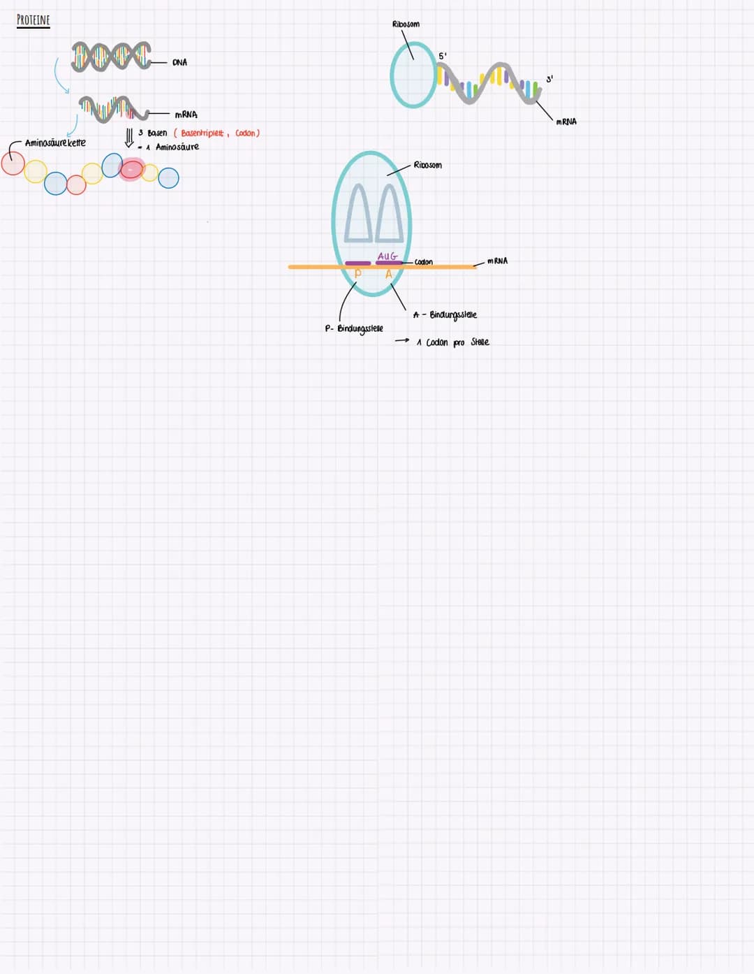 3'
TRANSKRIPTION BEI PROKARYOTEN
= DNA - Sequenz wird einsträngig kopiert
-> Kopie ist zum Matrizenstrang,,codogener Strang" komplementär
- 